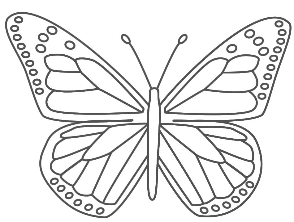 Butterfly clipart color.