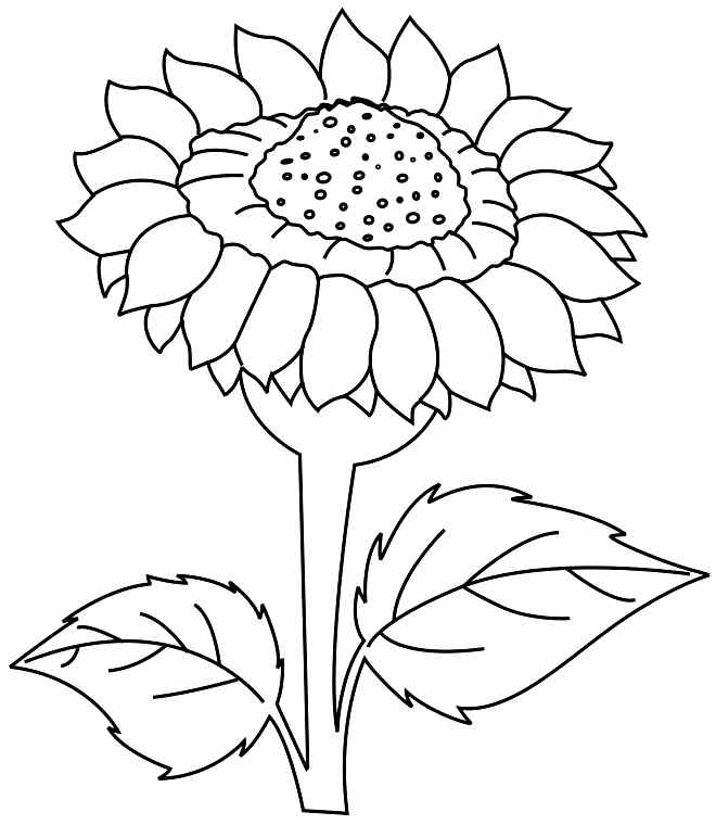Free Sunflower Color Page Printable, Download Free Clip Art