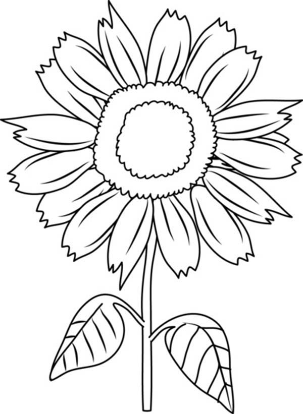Free sunflower coloring.