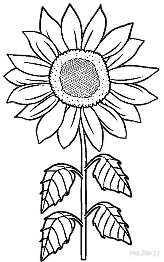 Sunflower drawing template.