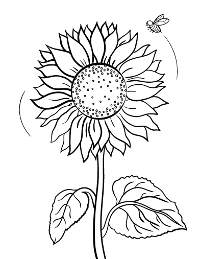 Printable Sunflower Coloring Pages