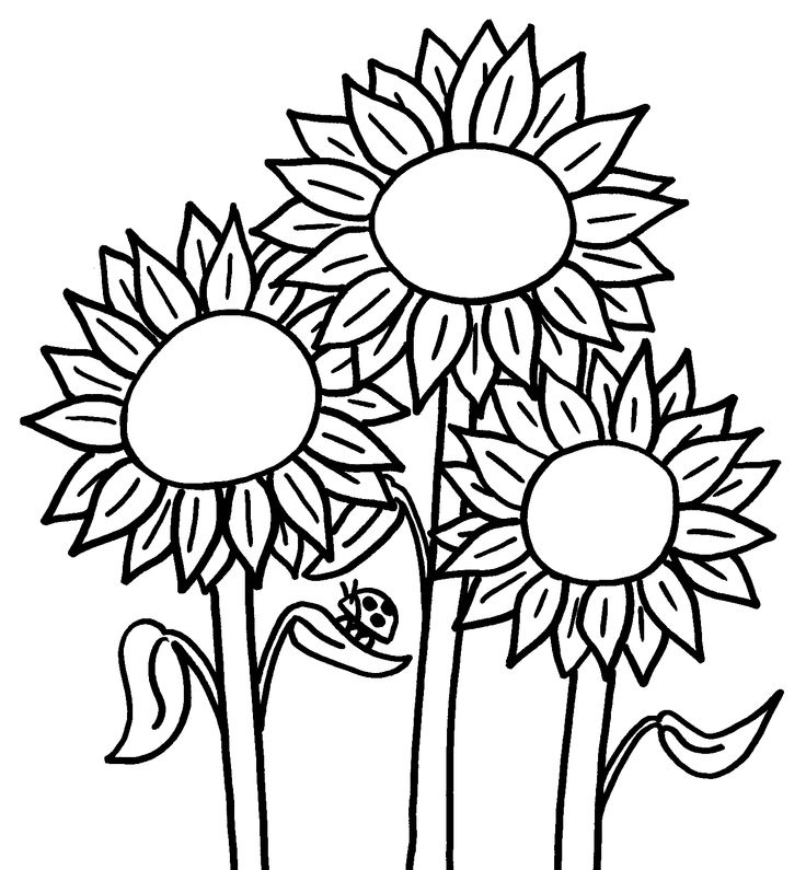 Free sunflower coloring.