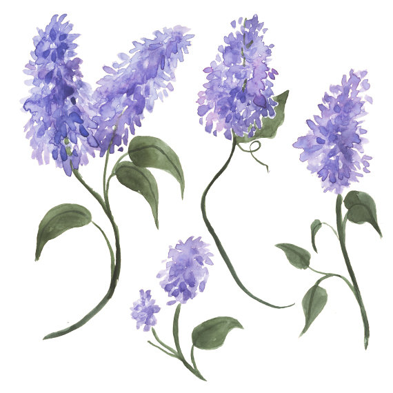 Watercolor Lilacs Clip Art