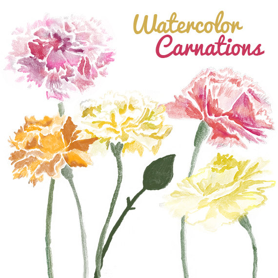 Watercolor Carnation Flower Clip Art for Scrapbooking