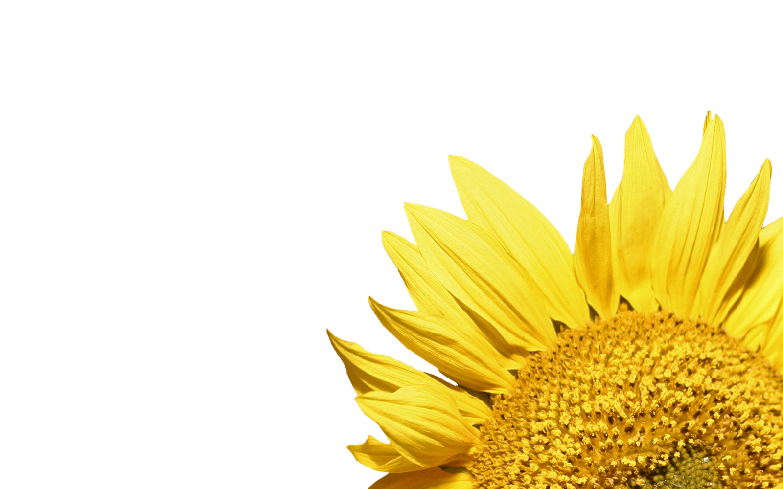 clipart corner sunflower