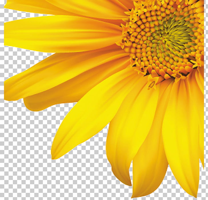 Common sunflower , Decorative corners sunflower sunflowers