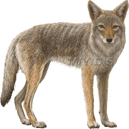Coyote clipart picture.