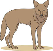 Free coyote cliparts.