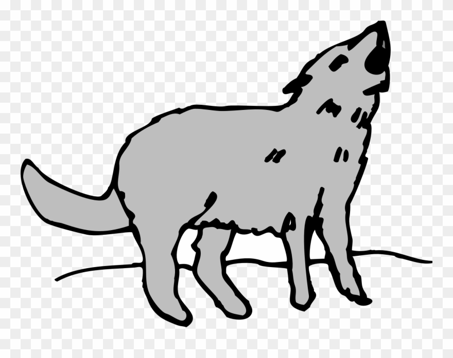 Gray animal coyote.