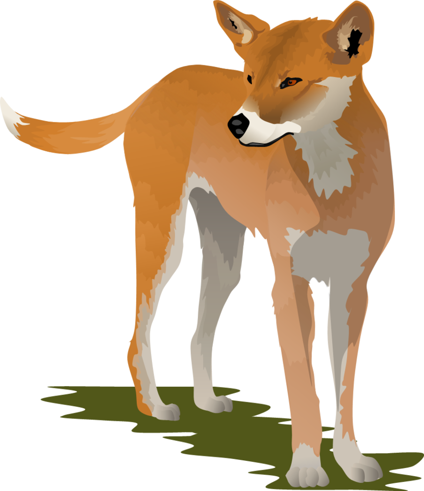 Coyote clipart dingo, Coyote dingo Transparent FREE for