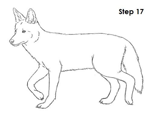 clipart coyote drawing