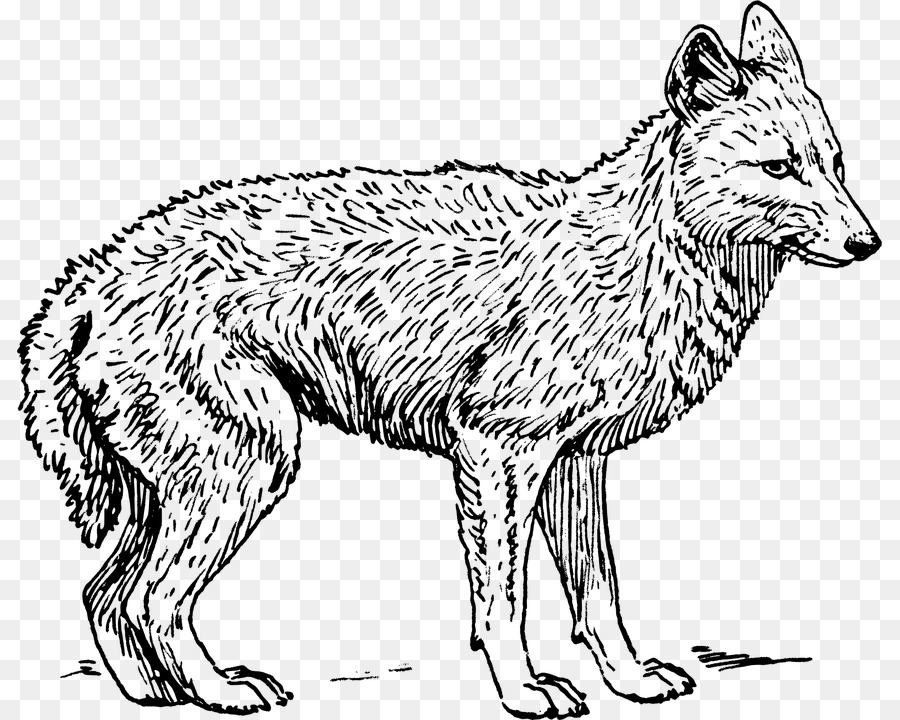 Coyote Wolf Jackal Drawing Clip art