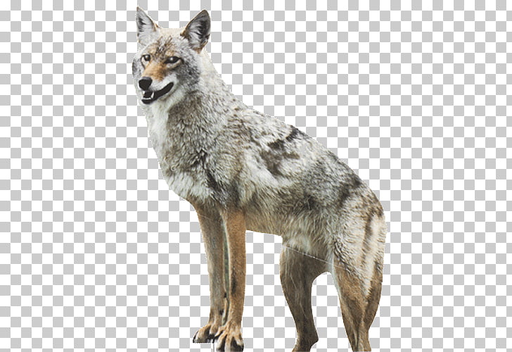 Coyote Dog Red fox Duck Goose, hung PNG clipart