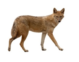 Download golden jackal white background clipart Coyote Dog