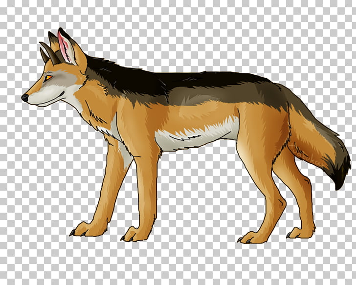 Red fox Coyote Gray wolf Red wolf Jackal, Jackal PNG clipart