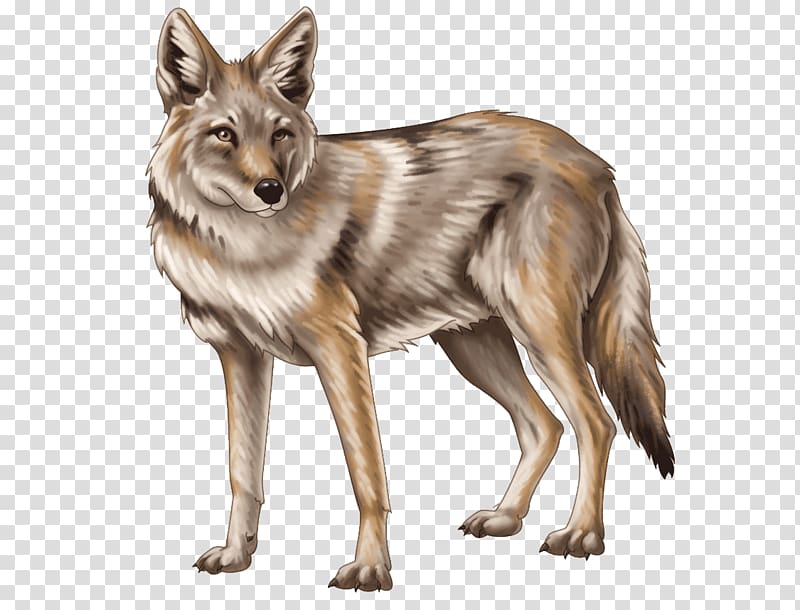 clipart coyote jackal