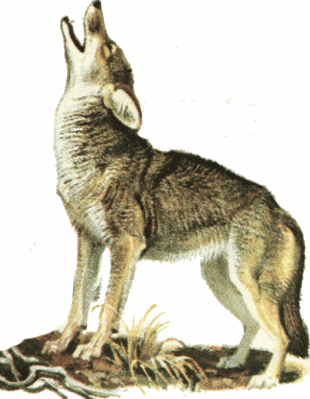 Free howling coyote.