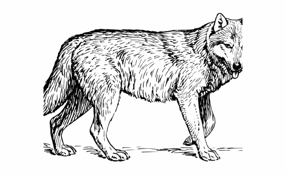 Coyote clipart wolf.