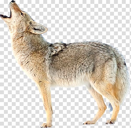 Jackal coyote transparent.