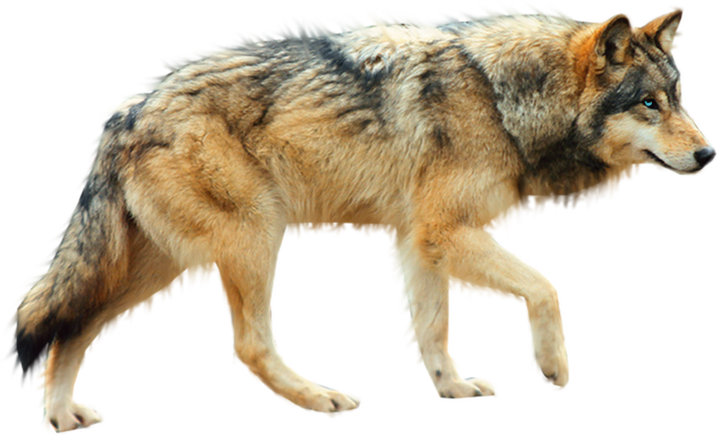 Dog arctic wolf.