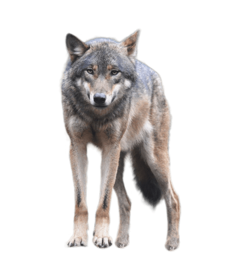 Portable Network Graphics Clip art Coyote Transparency Image