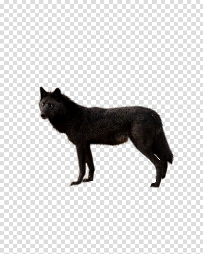 Dog wolf walking.