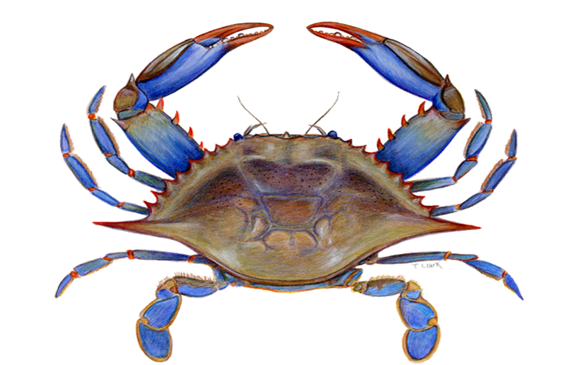 Maryland crab clipart.