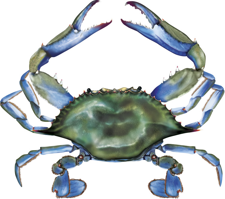 101 blue crab.