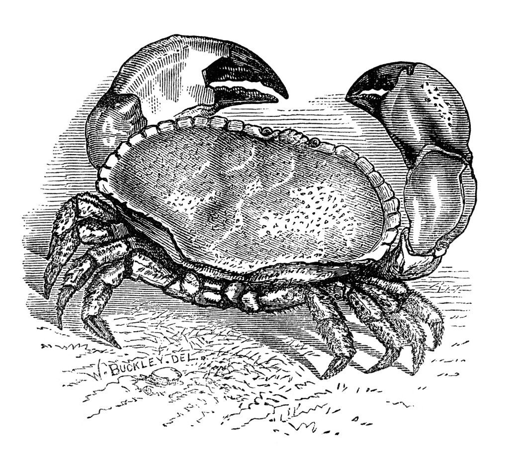 Vintage crab engraving.