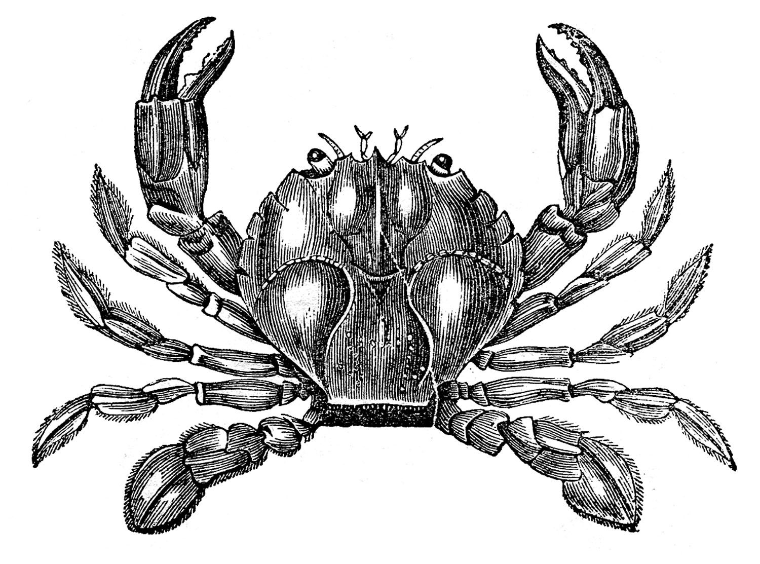 9 Crab Images Free
