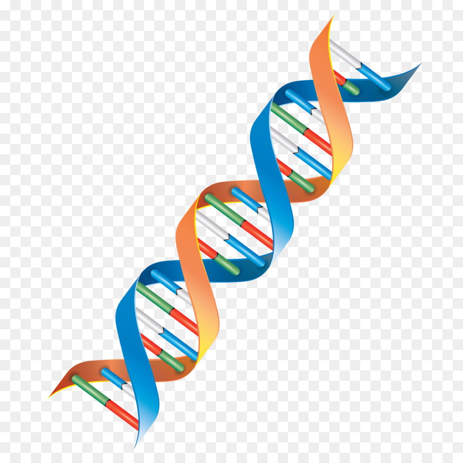 Clip art clipart DNA Genetics Clip art clipart