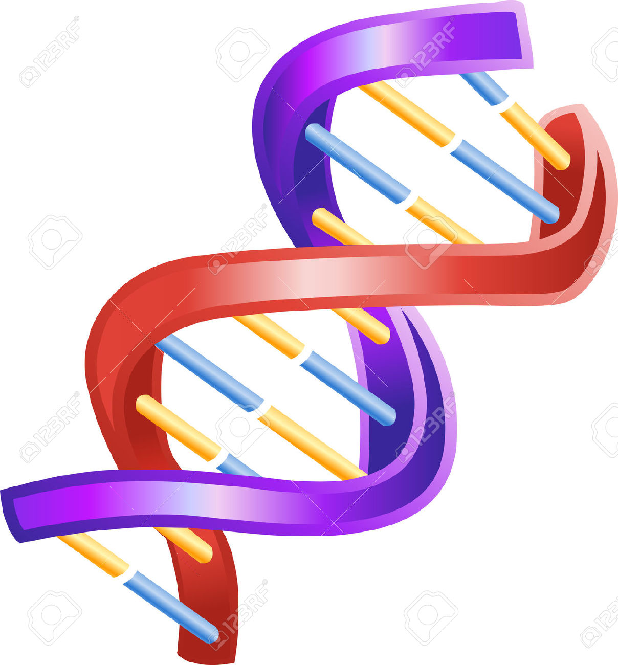 Dna clipart free.