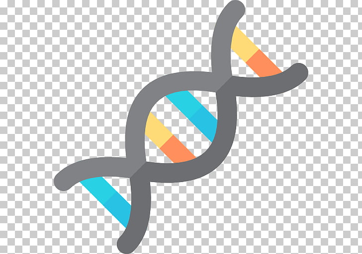 DNA Nucleic acid double helix Genome Genetics , dna