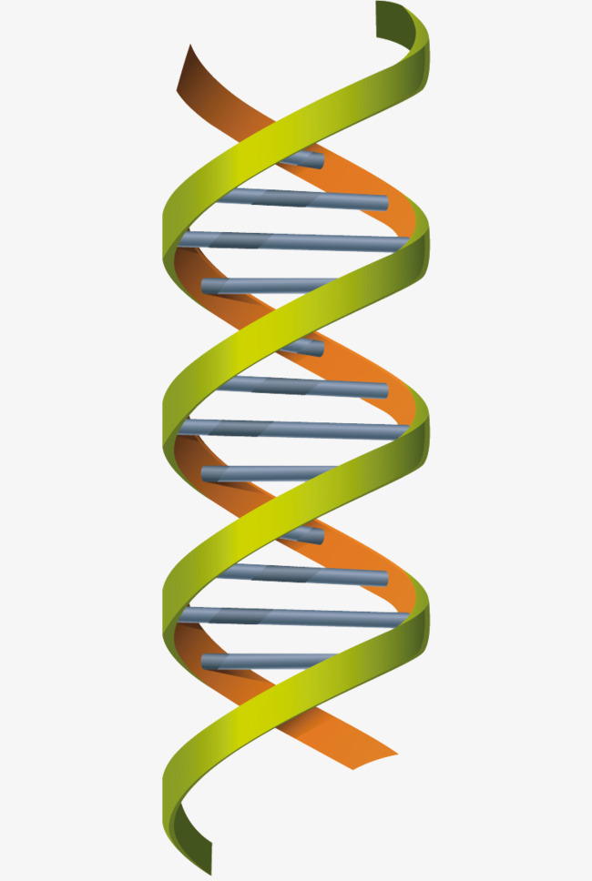 Dna structure clipart.
