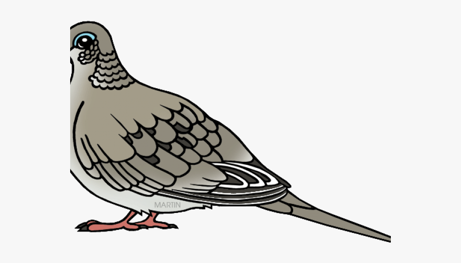 Mourning dove clipart.
