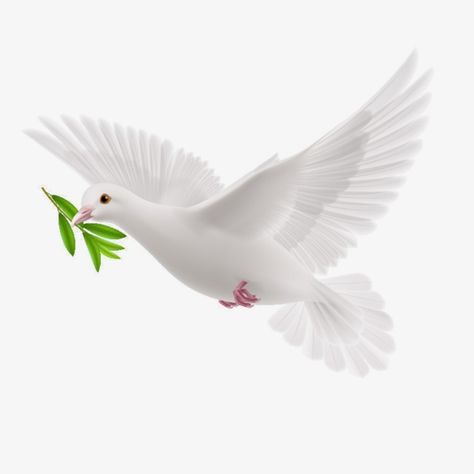 Peace dove pigeon.