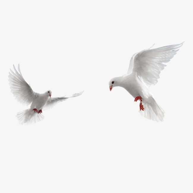 Peace Dove, Symbol Of Peace, Pigeons, Fly PNG Transparent
