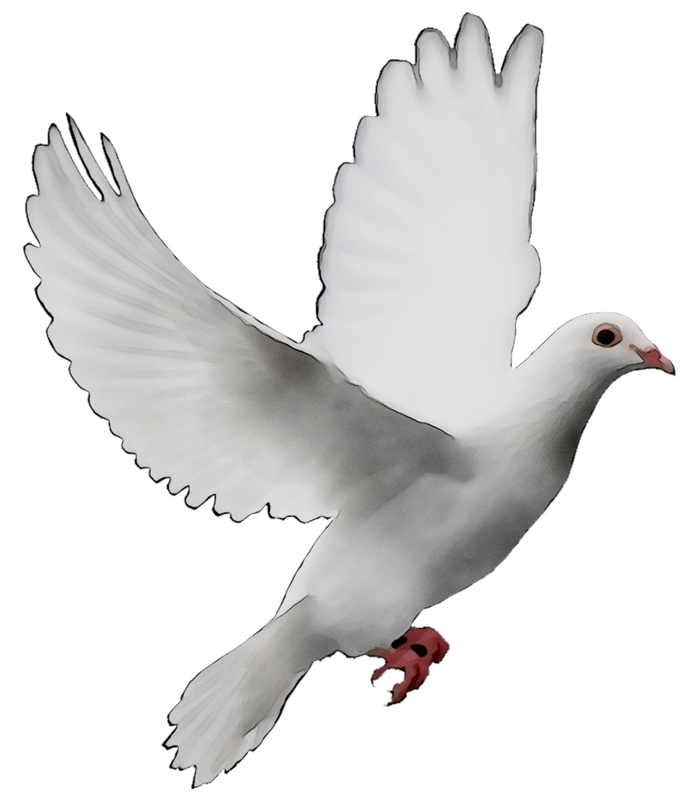 Pigeons and doves Doves as symbols Release dove Peace