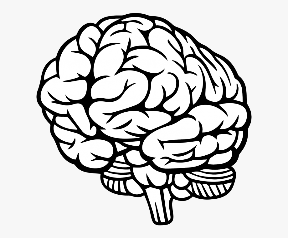 Brain drawing clipart.