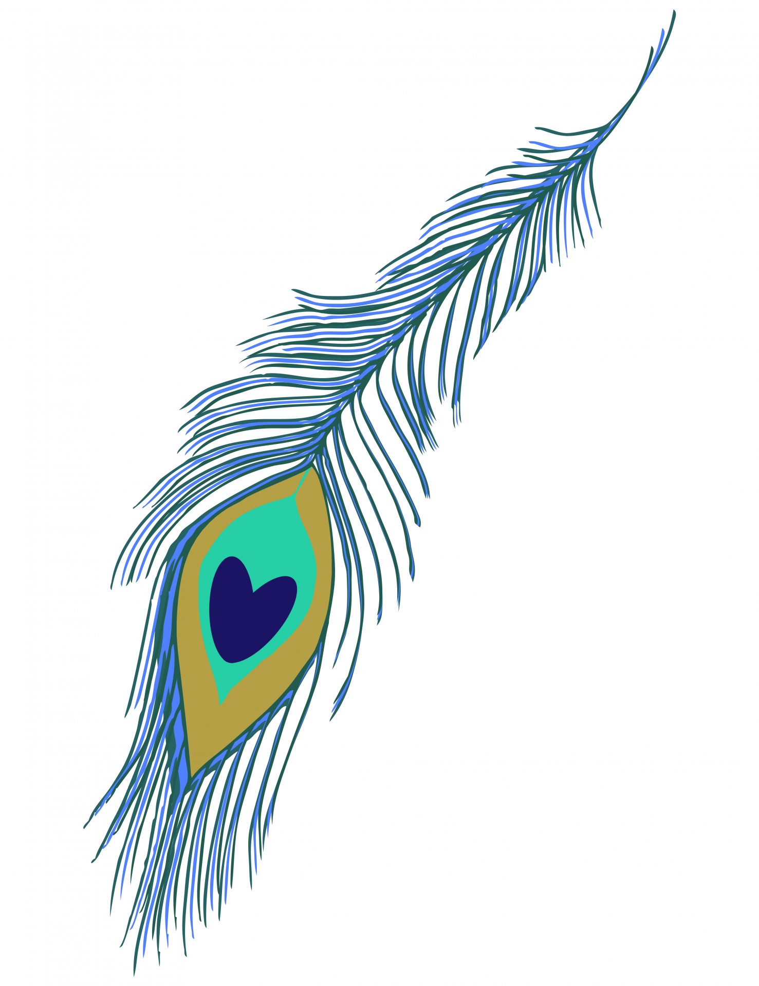 Peacock feather clipart free stock photo public domain