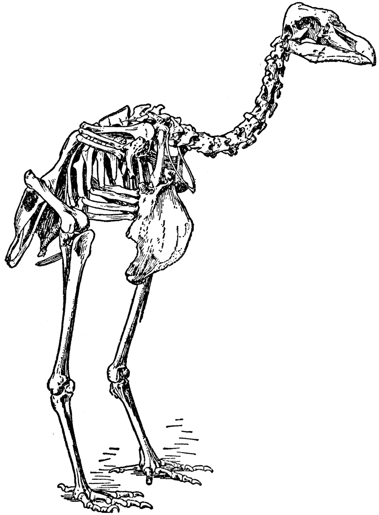 Pezophaps solitarius skeleton.