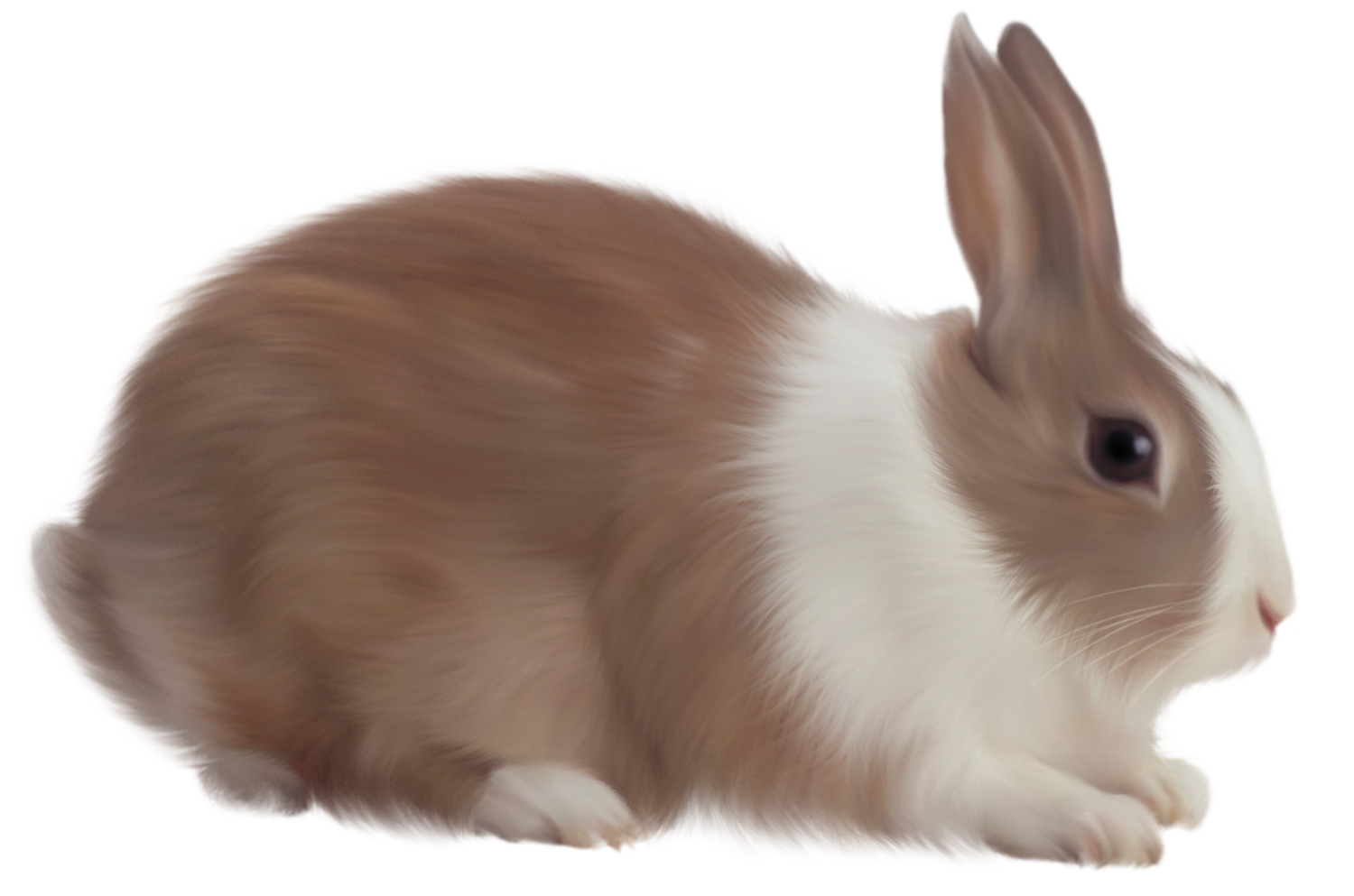 Brown Rabbit Free Clipart Rabbit Png, Ra