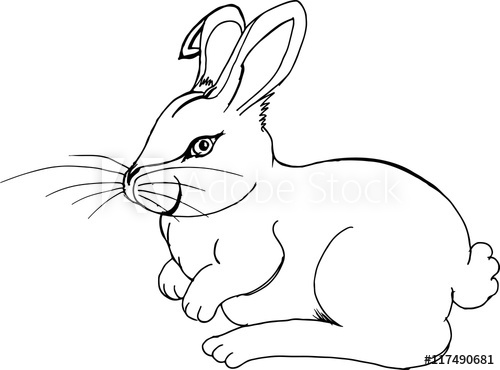 Cottontail rabbit illustration.