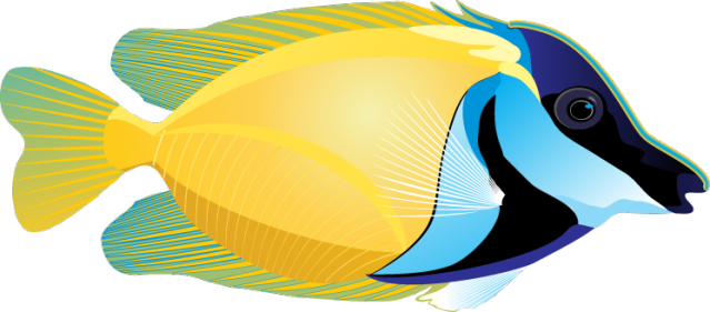 Graphic design fish.