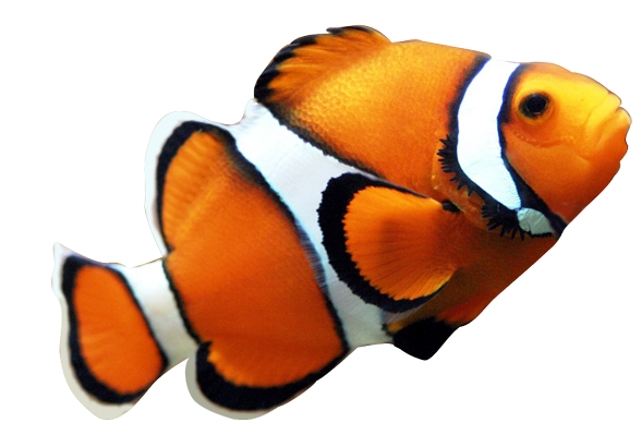 Clown fish pictures.