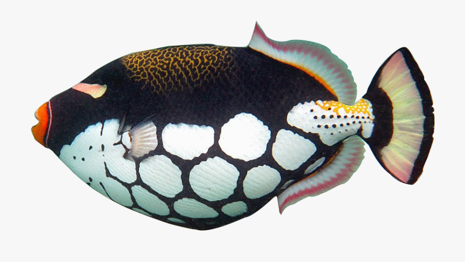 Realistic Clipart Fish