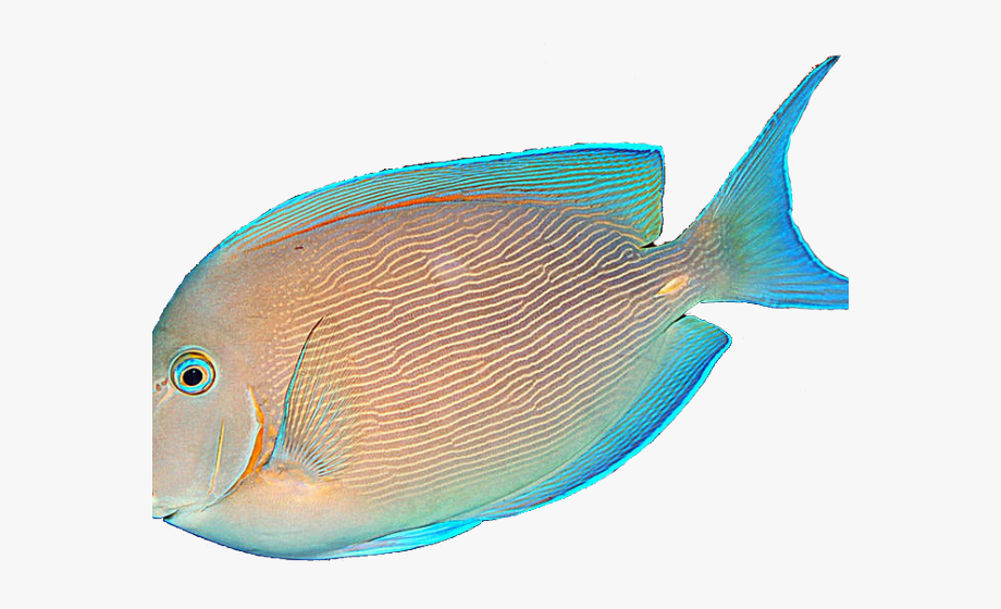 Tropical Fish Clipart Realistic