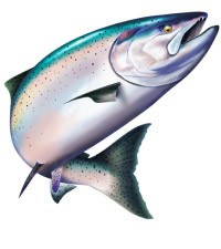 Salmon Clipart realistic fish