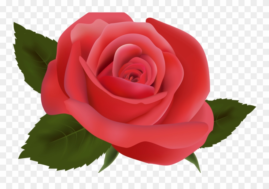 Red rose png.