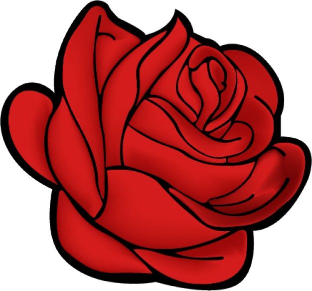 Rosa flor vermelho.